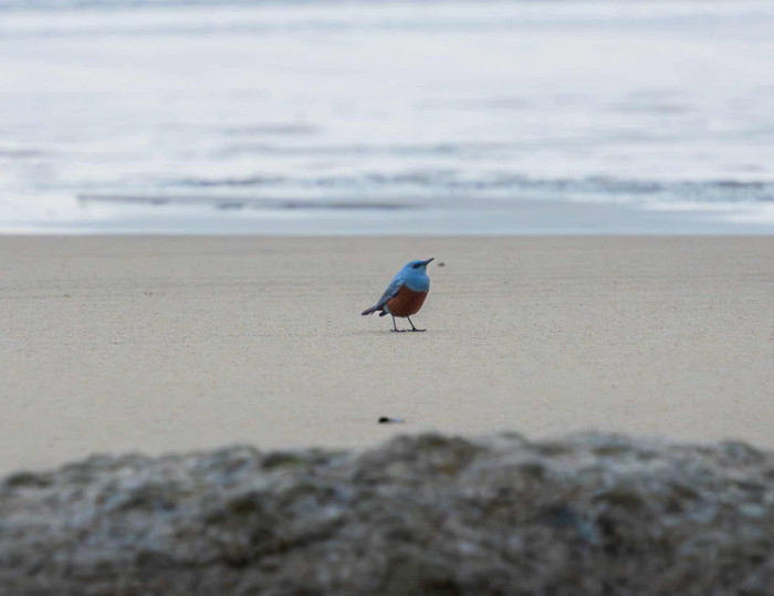 News about - In Photos: Week in wildlife around the world