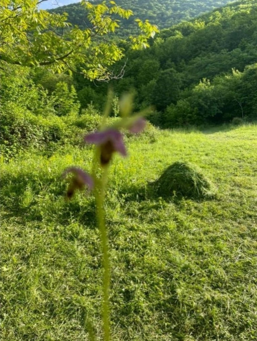 News about - First Vice-President Mehriban Aliyeva makes another post from Karabakh (VIDEO)