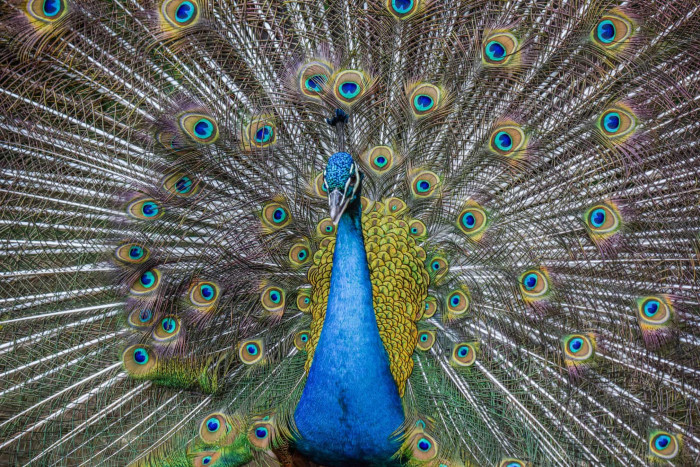 News about - In Photos: Week in wildlife around the world