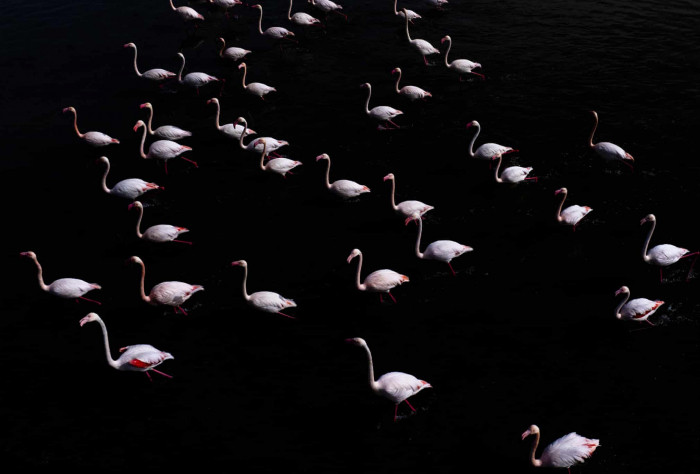 News about - In Photos: Week in wildlife around the world