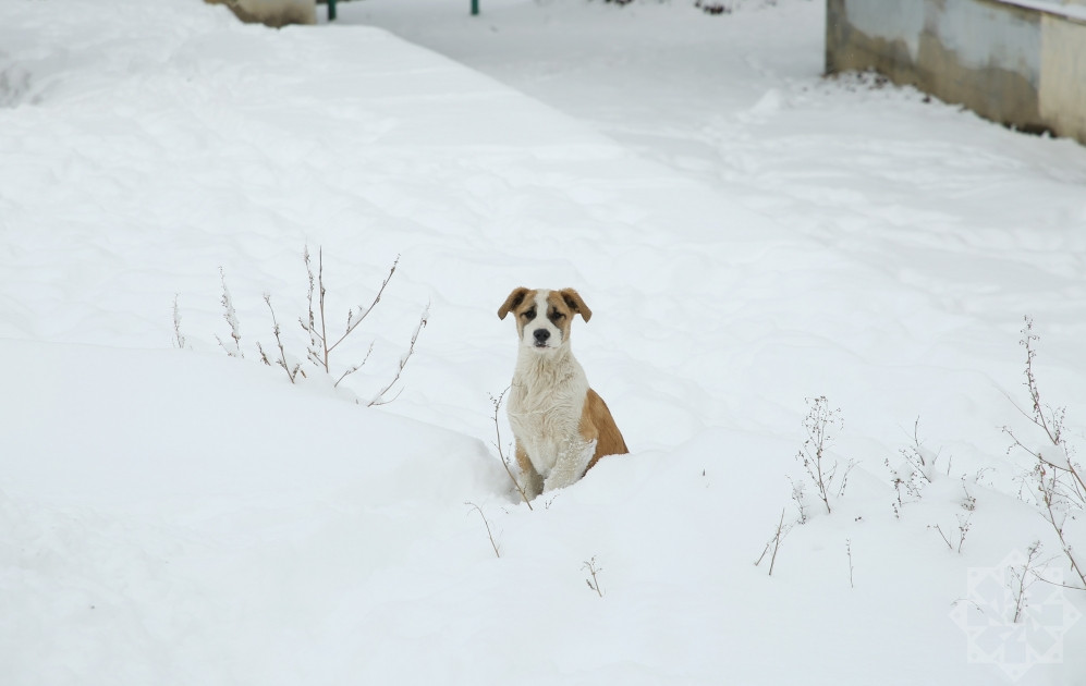 News about - In Photos: Captivating winter scenery of Hadrut