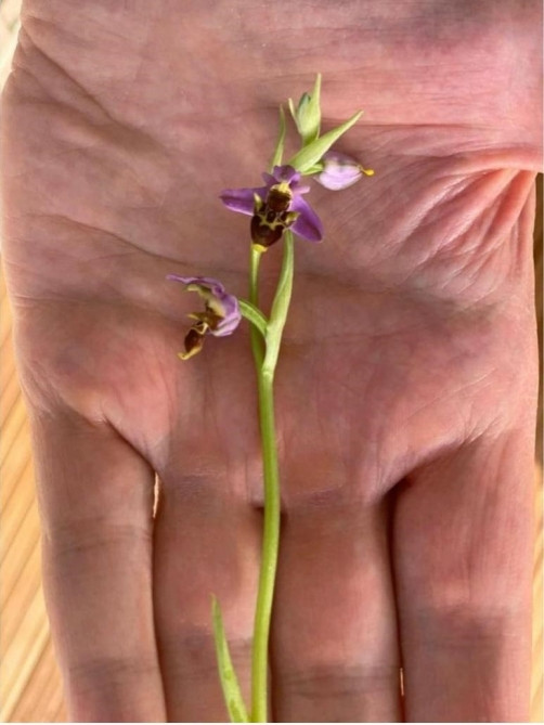 News about - First Vice-President Mehriban Aliyeva makes another post from Karabakh (VIDEO)