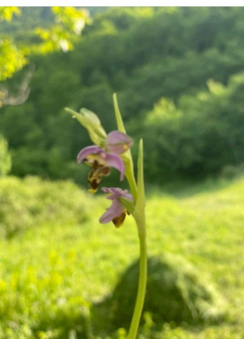 News about - First Vice-President Mehriban Aliyeva makes another post from Karabakh (VIDEO)