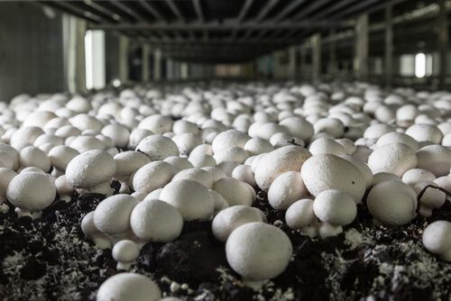 Mushroom cultivation industry in Sleman, Indonesia in pictures 