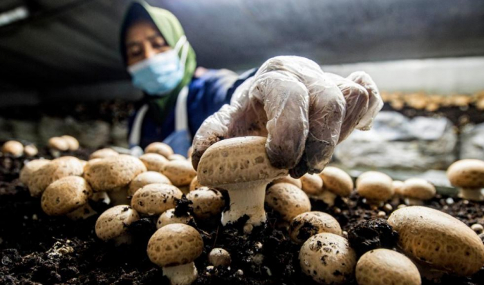 News about - Mushroom cultivation industry in Sleman, Indonesia in pictures 