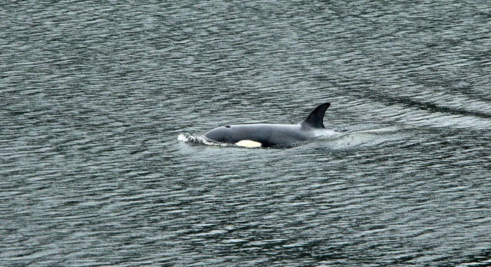 In Photos: Week in wildlife around the world