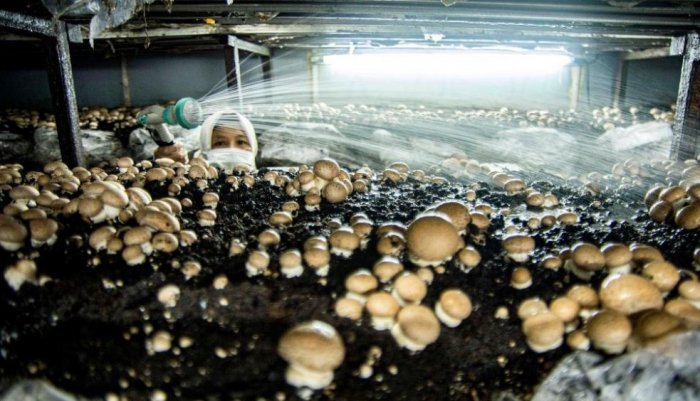 News about - Mushroom cultivation industry in Sleman, Indonesia in pictures 