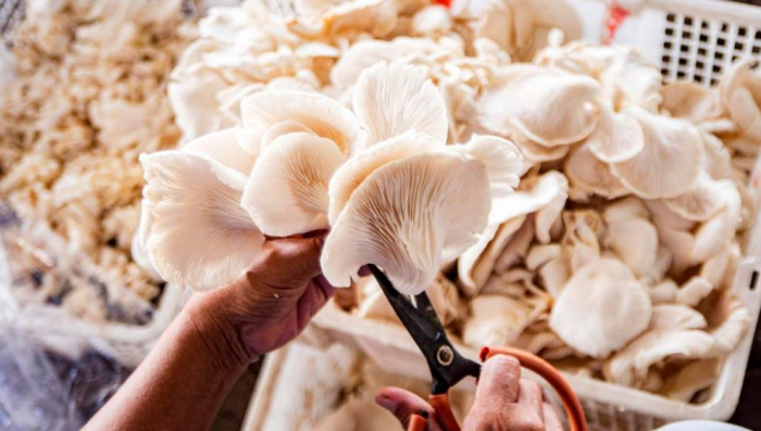 News about - Mushroom cultivation industry in Sleman, Indonesia in pictures 