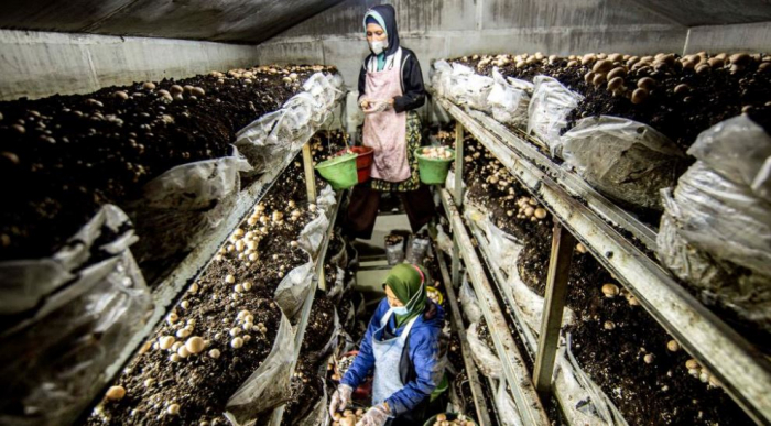 News about - Mushroom cultivation industry in Sleman, Indonesia in pictures 