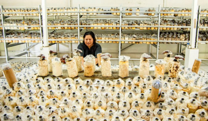 News about - Mushroom cultivation industry in Sleman, Indonesia in pictures 