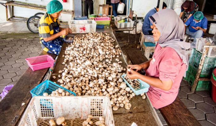 News about - Mushroom cultivation industry in Sleman, Indonesia in pictures 