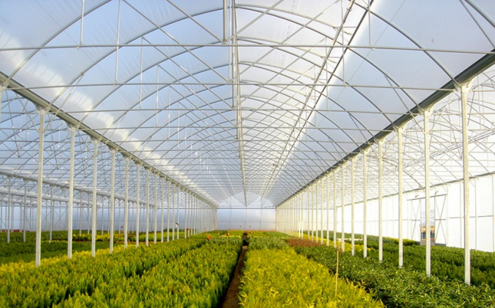 Azerbaijan interested in Dutch companies' participation in modernization of local greenhouses 