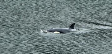 In Photos: Week in wildlife around the world