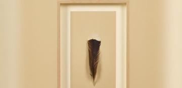 World’s most expensive feather sold in New Zealand auction for $28,000 