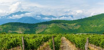 Georgian agriculture minister says agribusiness production reached over $6B in 2023 