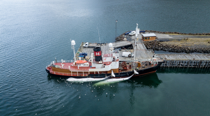 Iceland greenlights whale hunting amid animal welfare concerns