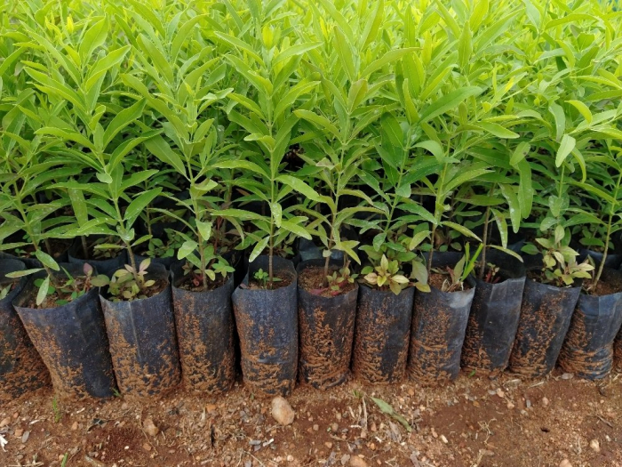 Türkiye sends myriads of tree seedlings to Azerbaijan 