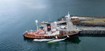Iceland greenlights whale hunting amid animal welfare concerns