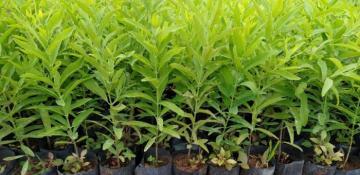 Türkiye sends myriads of tree seedlings to Azerbaijan 