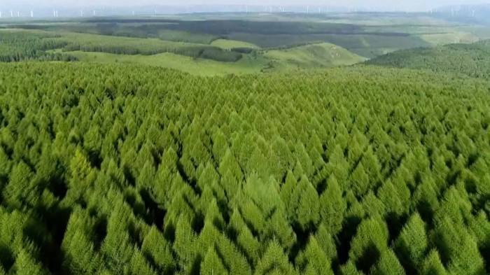 China to assist Kazakhstan in planting artificial forests on Aral Sea 