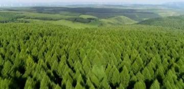 China to assist Kazakhstan in planting artificial forests on Aral Sea 