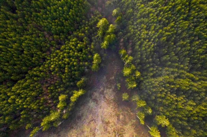 China leads world in carbon-sink capacity of forests, grassland 