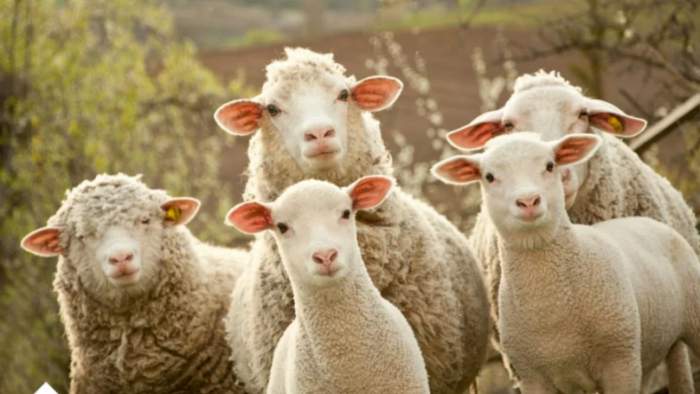 News about -  Global politics through the lens of sheep: Armenia's Foreign Ministry surprises 