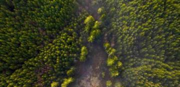 China leads world in carbon-sink capacity of forests, grassland 