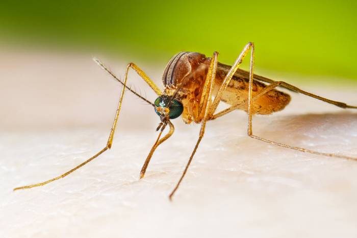 Number infected with the West Nile virus in Armenia increased