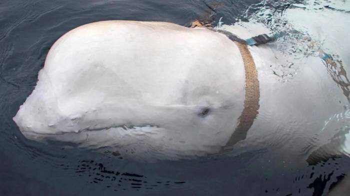 Police confirms Russian 'spy whale' was not shot