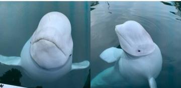 Suspected Russian ‘spy whale’ founded dead near Norway 