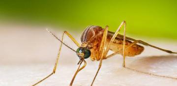 Number infected with the West Nile virus in Armenia increased