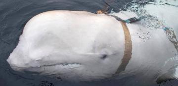 Police confirms Russian 'spy whale' was not shot