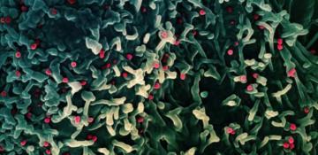 List of countries with confirmed cases of new mpox strain 