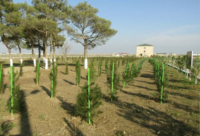‘Let's unite for a green world’: Azerbaijan launches massive tree-planting campaign 