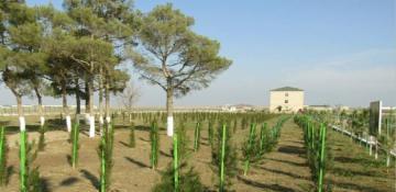 ‘Let's unite for a green world’: Azerbaijan launches massive tree-planting campaign 