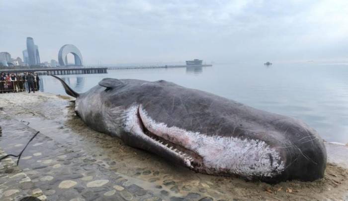  A sperm whale on the Baku boulevard reminds us of the problems facing Caspian fauna 