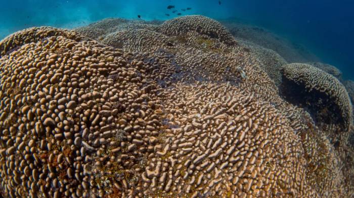 Scientists discover world's largest coral in the Pacific