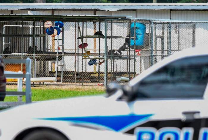 Police hunt 40 escaped monkeys from research facility in US State of South Carolina