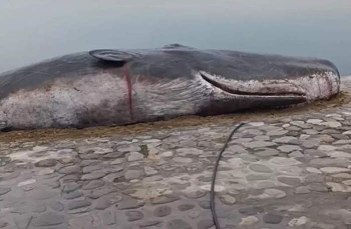 Whale model in Baku shines spotlight on climate change issues -  UPDATED 