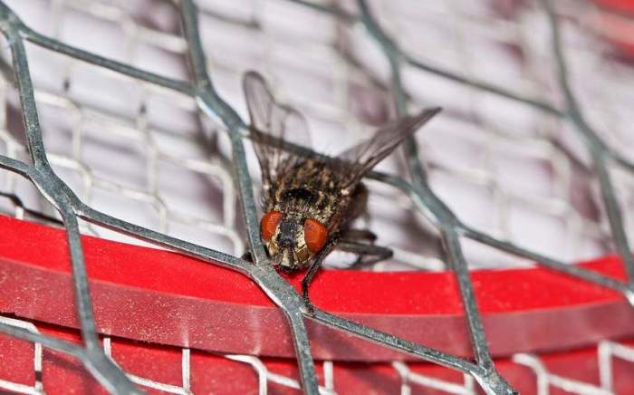 Scientists from Princeton University have created an immortal fly by digitizing its brain