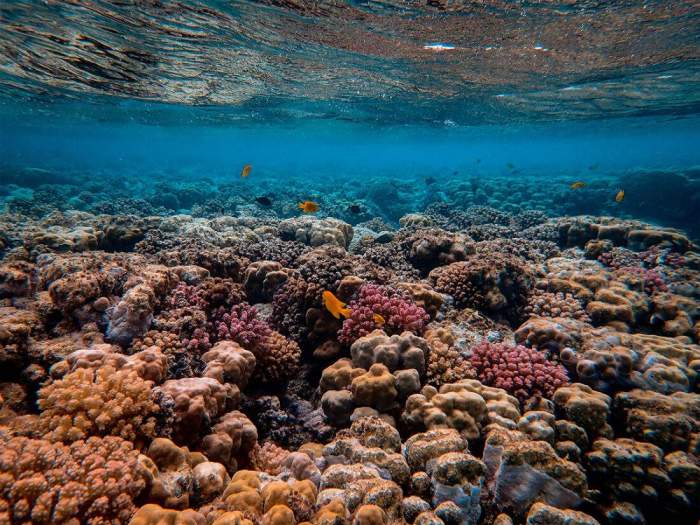 Rising ocean temperatures endanger biodiversity and coastal communities 