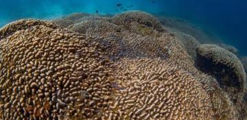 Scientists discover world's largest coral in the Pacific