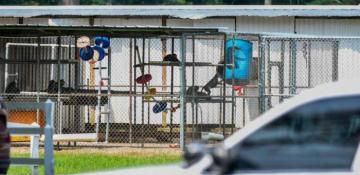Police hunt 40 escaped monkeys from research facility in US State of South Carolina