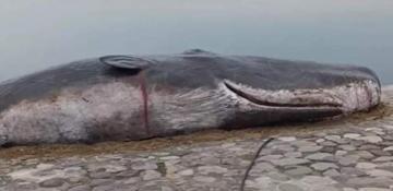 Whale model in Baku shines spotlight on climate change issues -  UPDATED 