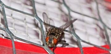 Scientists from Princeton University have created an immortal fly by digitizing its brain