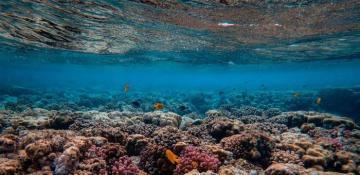 Rising ocean temperatures endanger biodiversity and coastal communities 