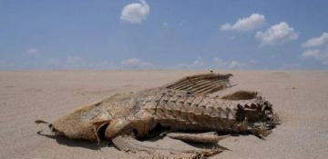 2024 will be world's hottest year on record, EU scientists say 