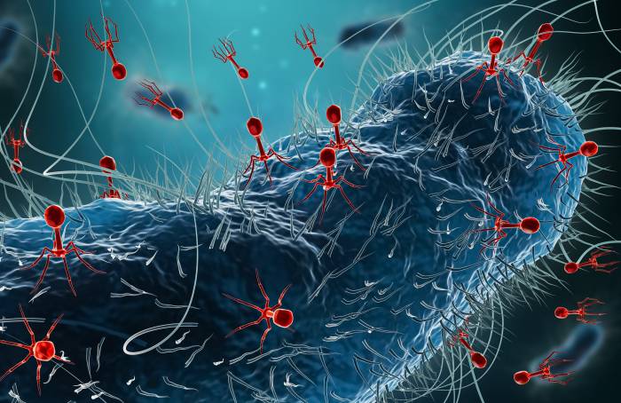 Bacteriophage found in Arctic may be used in therapy 