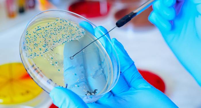 Scientists urge halt on ‘mirror life’ microbe research due to potential risks